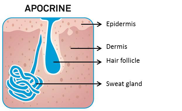 grafica ghiandole sudoripare apocrine