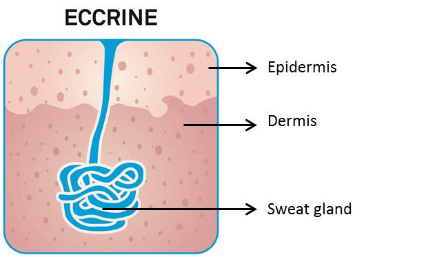 grafica ghiandole sudoripare eccrine